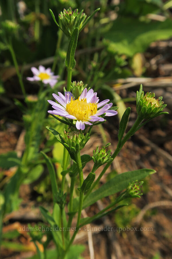 leafy-bract aster (Symphyotrichum foliaceum (Aster foliaceus)) [Forest Road 2010, Malheur National Forest, Grant County, Oregon]