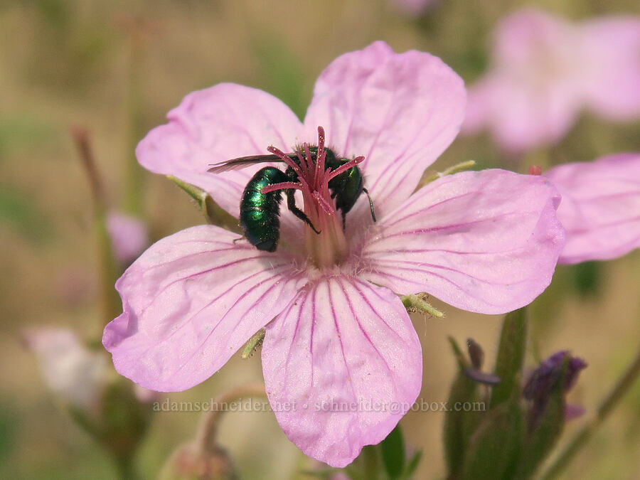 sticky geranium (and a green bee) (Geranium viscosissimum) [Forest Road 2010, Malheur National Forest, Grant County, Oregon]