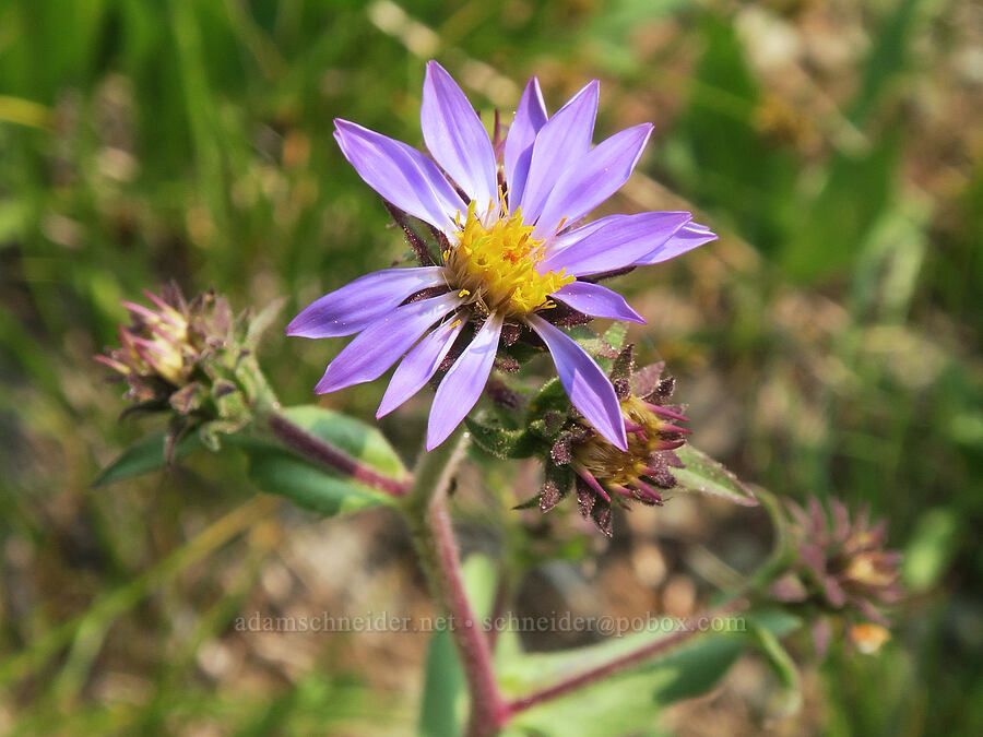 sticky aster (Eurybia integrifolia (Aster integrifolius)) [Forest Road 2010, Malheur National Forest, Grant County, Oregon]