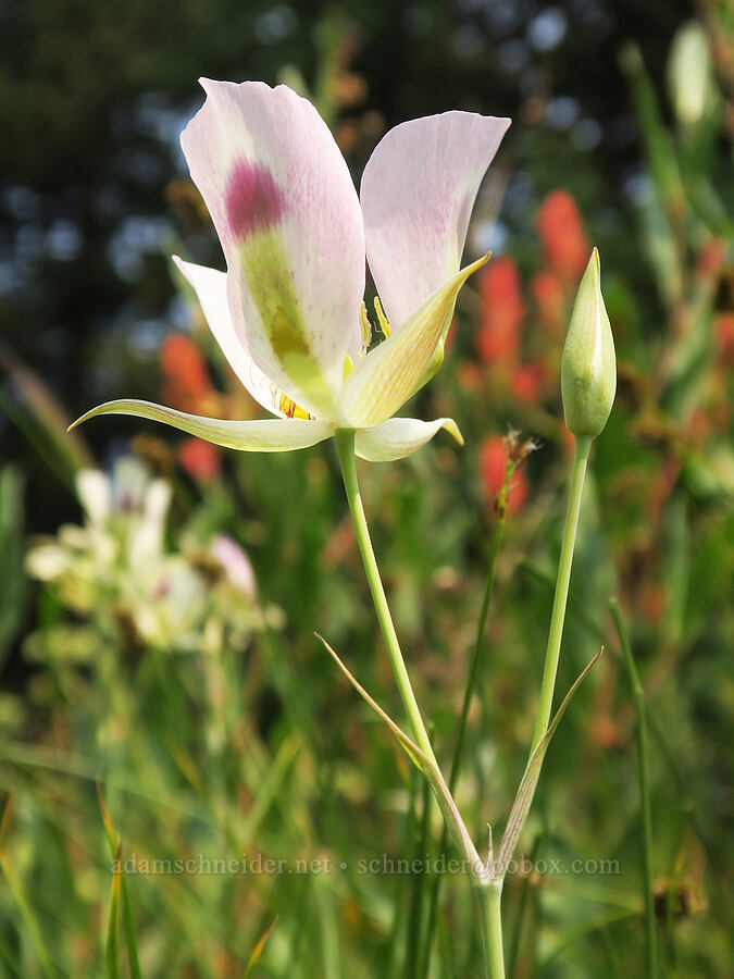 big-pod mariposa lilies (Calochortus eurycarpus) [Forest Road 2010, Malheur National Forest, Grant County, Oregon]