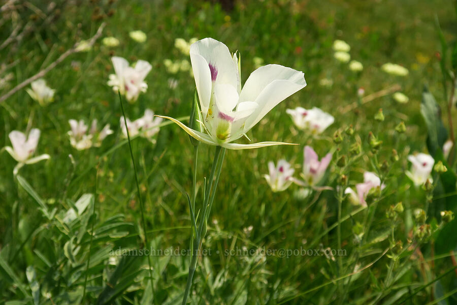 big-pod mariposa lilies (Calochortus eurycarpus) [Forest Road 2010, Malheur National Forest, Grant County, Oregon]