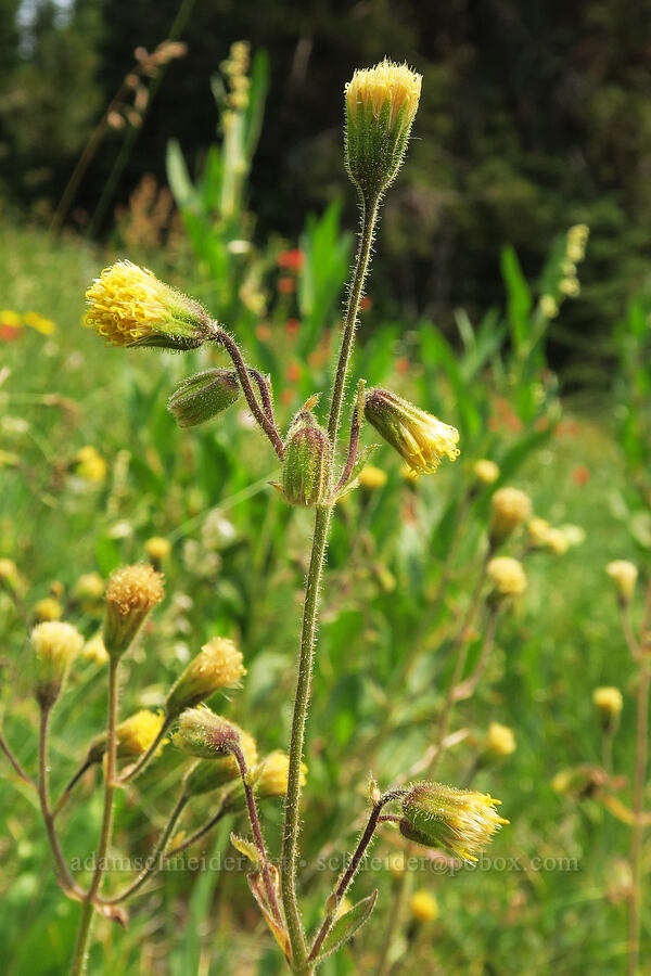 Parry's arnica (Arnica parryi) [Forest Road 2010, Malheur National Forest, Grant County, Oregon]
