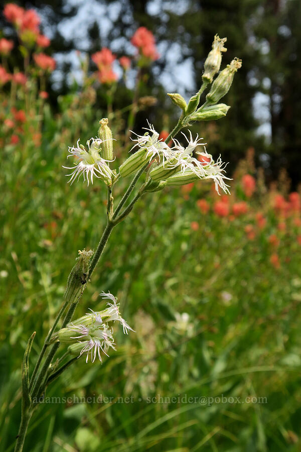 Oregon catchfly (Silene oregana) [Forest Road 2010, Malheur National Forest, Grant County, Oregon]