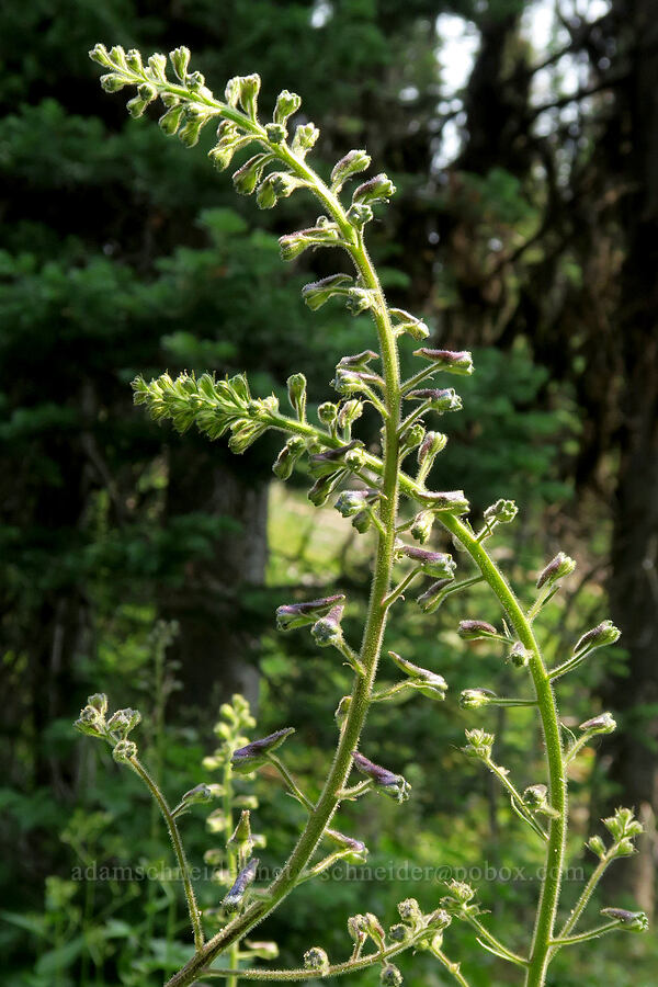 tall hairy larkspur (Delphinium sp.) [Forest Road 2010, Malheur National Forest, Grant County, Oregon]