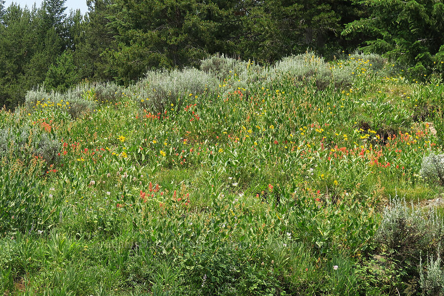 wildflowers [Forest Road 2010, Malheur National Forest, Grant County, Oregon]