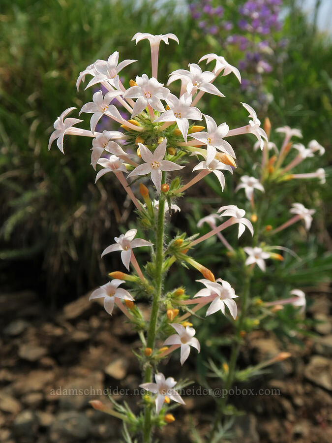 slender-tube skyrocket (Ipomopsis tenuituba) [Forest Road 2010, Malheur National Forest, Grant County, Oregon]