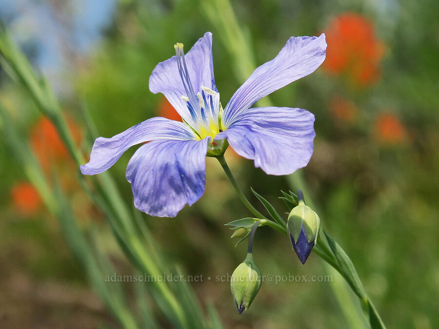 blue flax (Linum lewisii (Linum perenne var. lewisii)) [Forest Road 2010, Malheur National Forest, Grant County, Oregon]