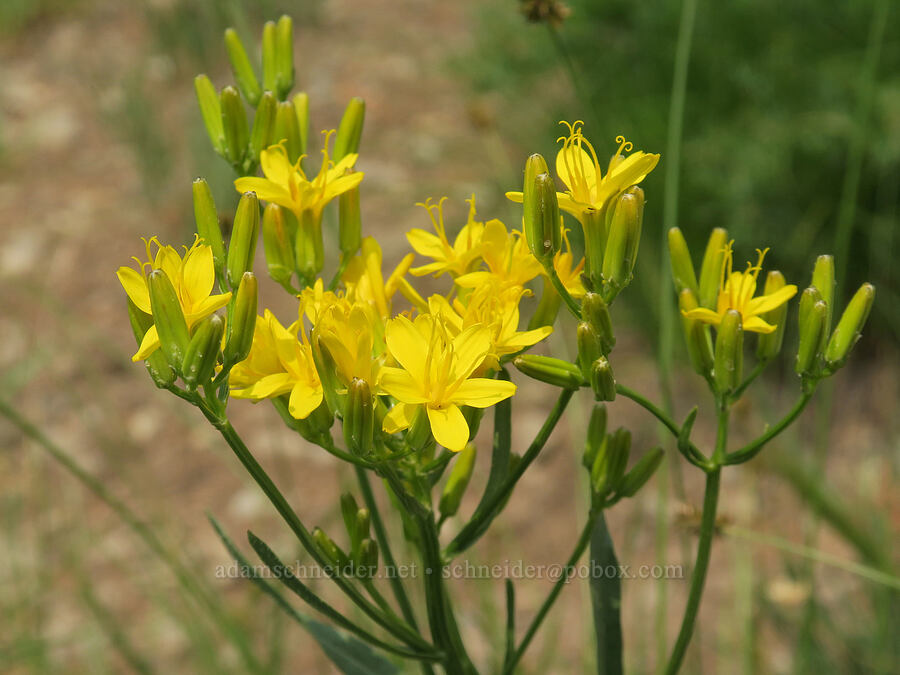 long-leaved hawksbeard (Crepis acuminata) [Forest Road 2010, Malheur National Forest, Grant County, Oregon]