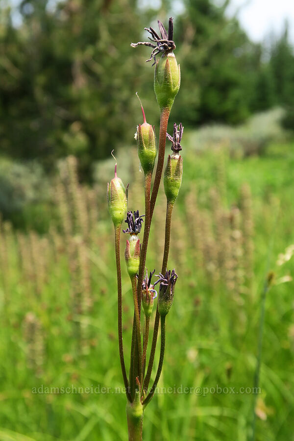 tall mountain shooting star seed capsules (Dodecatheon jeffreyi (Primula jeffreyi)) [Forest Road 2010, Malheur National Forest, Grant County, Oregon]