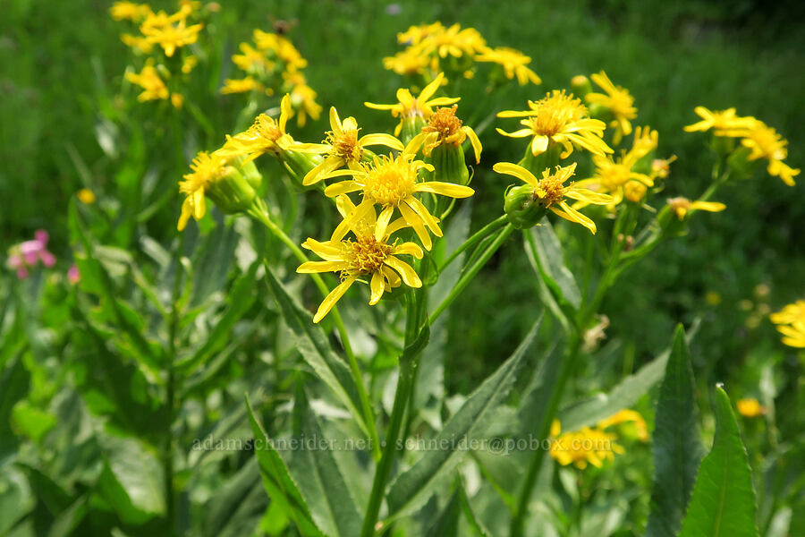 arrow-leaf groundsel (Senecio triangularis) [Forest Road 2010, Malheur National Forest, Grant County, Oregon]