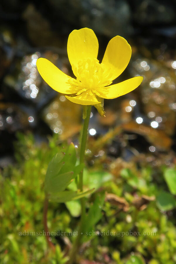 straight-beak buttercup (Ranunculus orthorhynchus var. platyphyllus) [Forest Road 2010, Malheur National Forest, Grant County, Oregon]