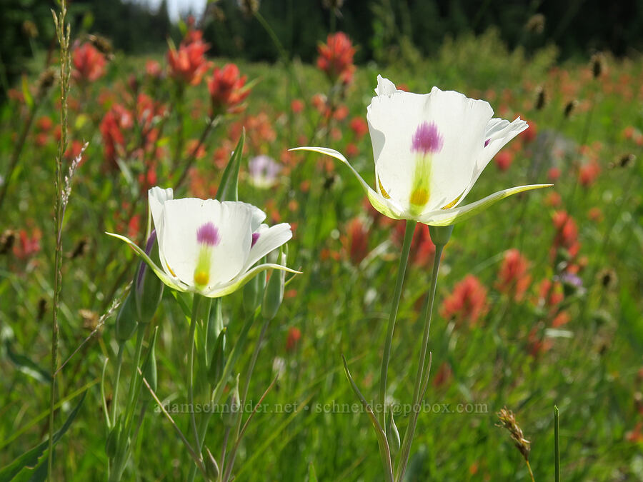 mariposa lilies & paintbrush (Calochortus eurycarpus, Castilleja miniata) [Forest Road 2010, Malheur National Forest, Grant County, Oregon]