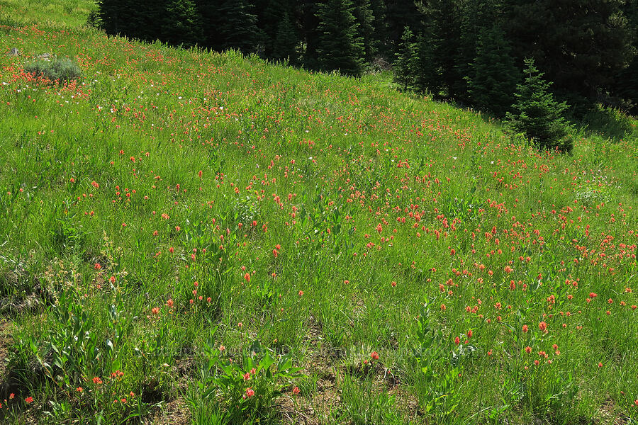 scarlet paintbrush (Castilleja miniata) [Forest Road 2010, Malheur National Forest, Grant County, Oregon]