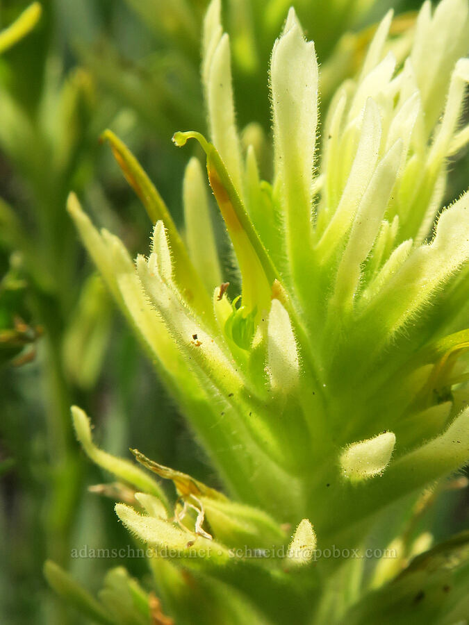 glandular paintbrush (Castilleja glandulifera) [Forest Road 2010, Malheur National Forest, Grant County, Oregon]