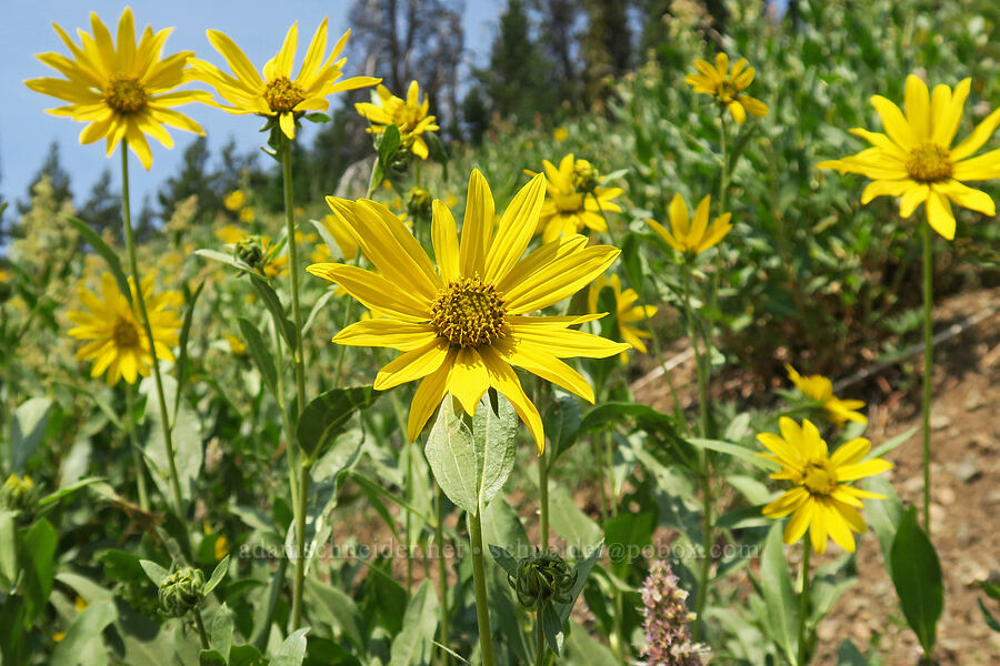 Douglas' sunflowers (Helianthella uniflora var. douglasii) [Forest Road 2010, Malheur National Forest, Grant County, Oregon]