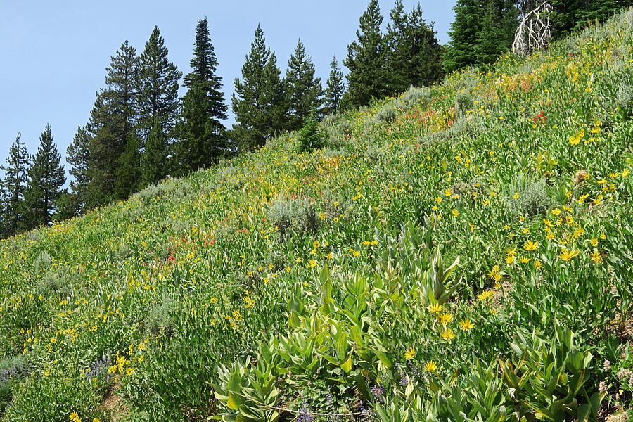 wildflowers [Forest Road 2010, Malheur National Forest, Grant County, Oregon]