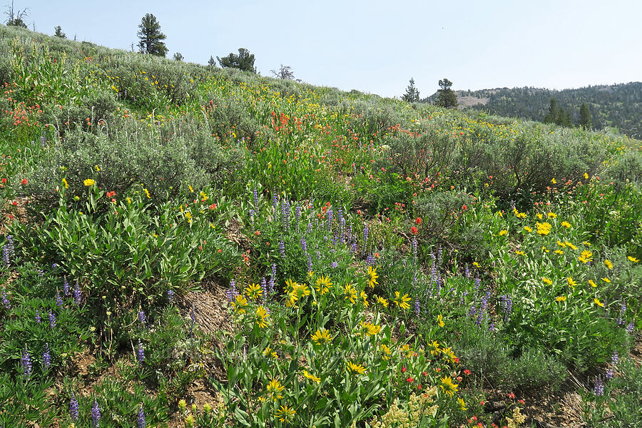 wildflowers [Forest Road 2010, Malheur National Forest, Grant County, Oregon]