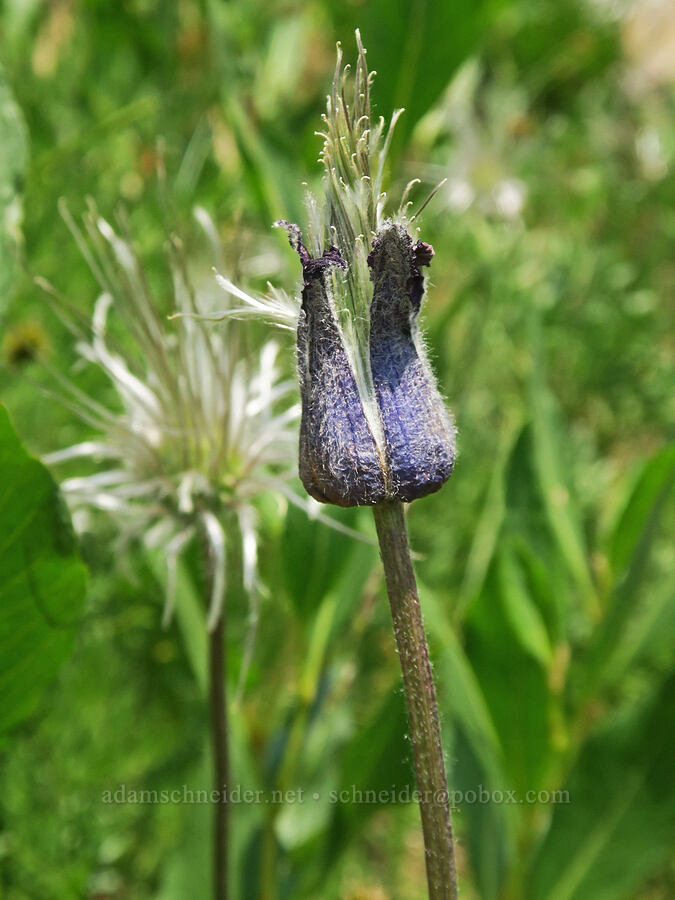 hairy clematis (sugar-bowls) (Clematis hirsutissima) [Forest Road 2010, Malheur National Forest, Grant County, Oregon]