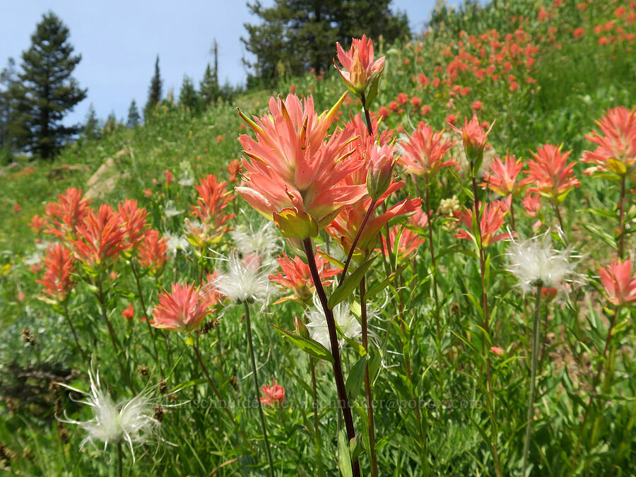 scarlet paintbrush & hairy clematis (Castilleja miniata) [Forest Road 2010, Malheur National Forest, Grant County, Oregon]