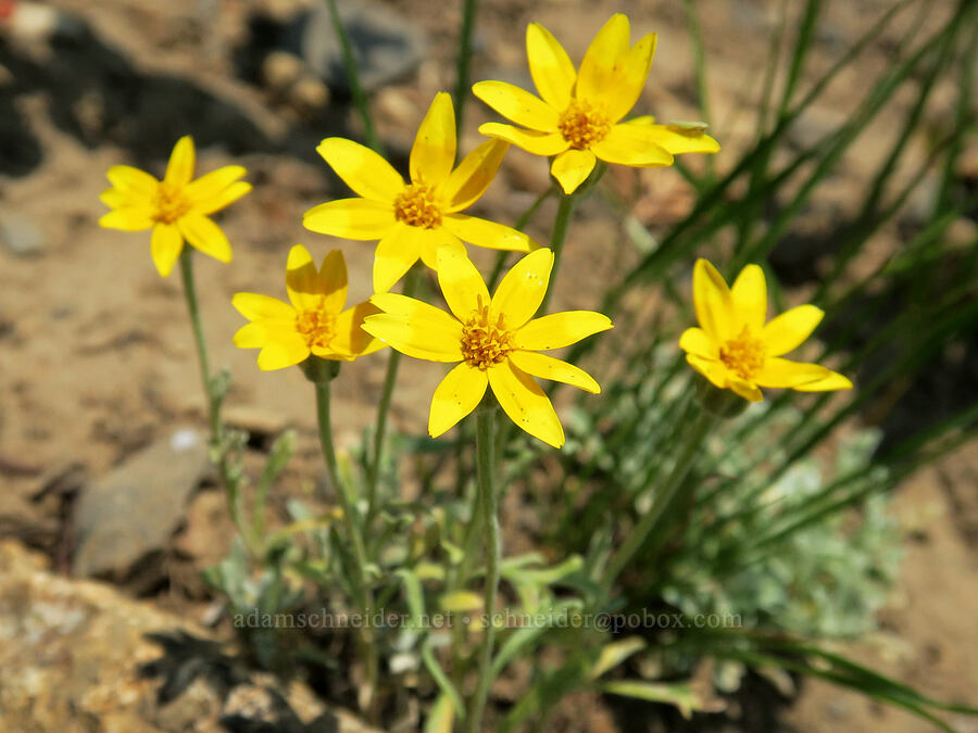 Oregon sunshine (Eriophyllum lanatum) [Forest Road 2010, Malheur National Forest, Grant County, Oregon]