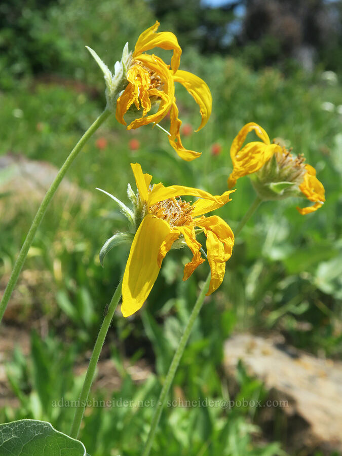 balsamroot, fading (Balsamorhiza sagittata) [Forest Road 2010, Malheur National Forest, Grant County, Oregon]