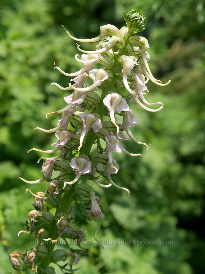 elephant's-head lousewort, unusually white (Pedicularis groenlandica) [Forest Road 2010, Malheur National Forest, Grant County, Oregon]