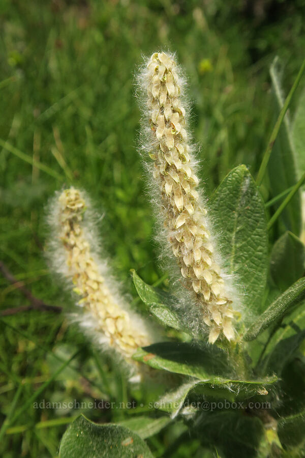 willow flowers (which?) (Salix sp.) [Forest Road 2010, Malheur National Forest, Grant County, Oregon]