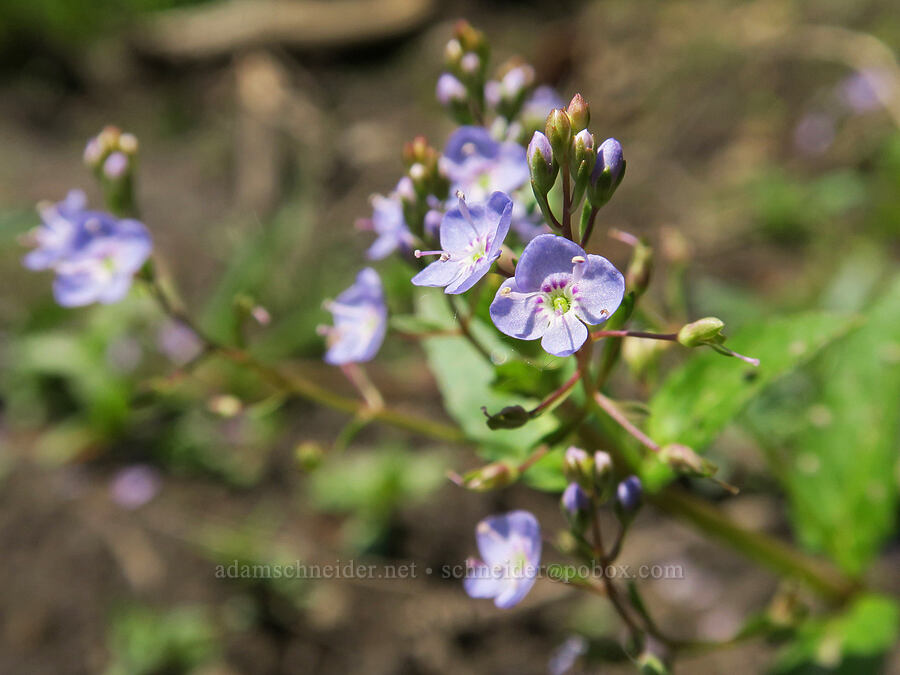 American speedwell (Veronica americana) [Forest Road 2010, Malheur National Forest, Grant County, Oregon]