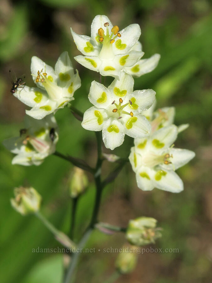 mountain death-camas (Anticlea elegans (Zigadenus elegans)) [Forest Road 2010, Malheur National Forest, Grant County, Oregon]