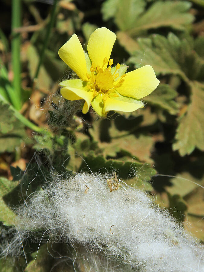 mountain sticky cinquefoil & mountain goat fur (Drymocallis pseudorupestris (Potentilla glandulosa ssp. pseudorupestris), Oreamnos americanus) [Forest Road 2010, Malheur National Forest, Grant County, Oregon]