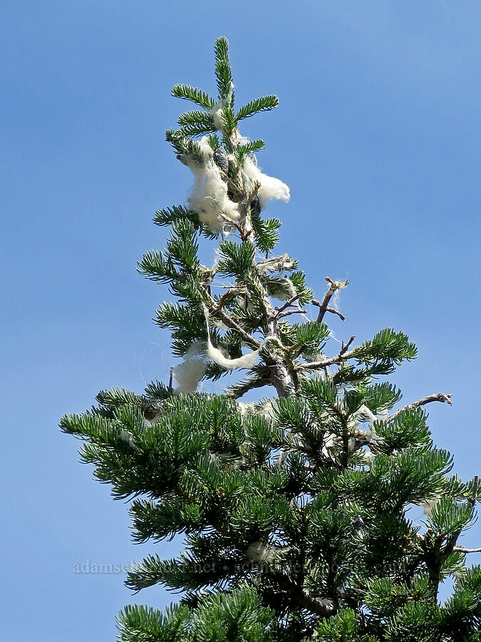 mountain goat fur high in a tree (Oreamnos americanus) [Forest Road 2010, Malheur National Forest, Grant County, Oregon]