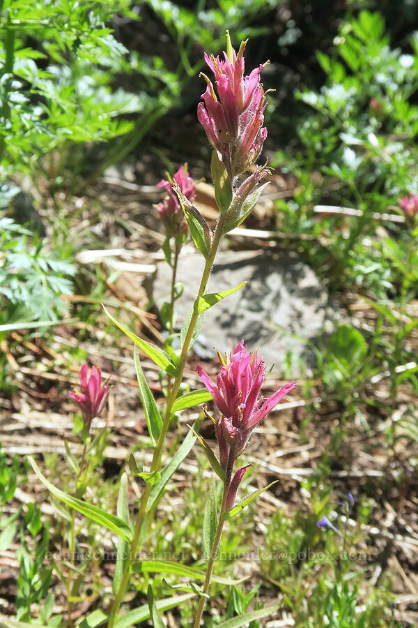 pinkish paintbrush (Castilleja miniata) [Forest Road 2010, Malheur National Forest, Grant County, Oregon]