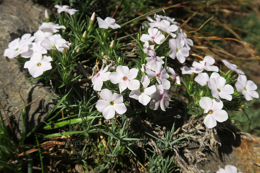 phlox (Phlox sp.) [Vinegar Hill summit, Malheur National Forest, Grant County, Oregon]