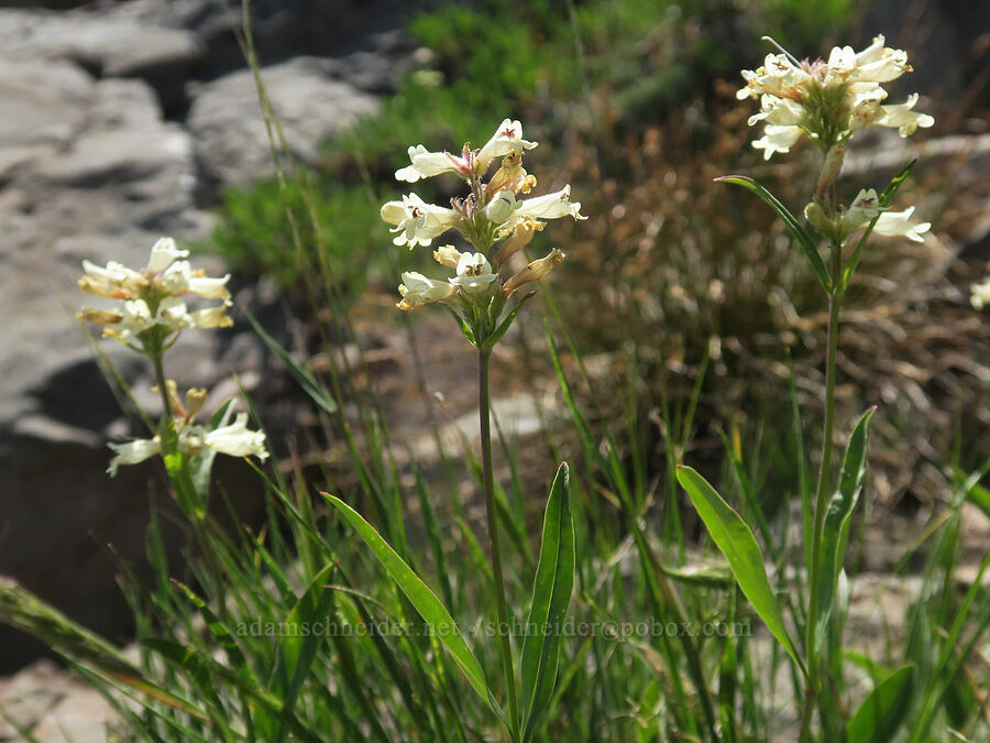 sulphur penstemon, yellow form (Penstemon attenuatus) [Vinegar Hill summit, Malheur National Forest, Grant County, Oregon]