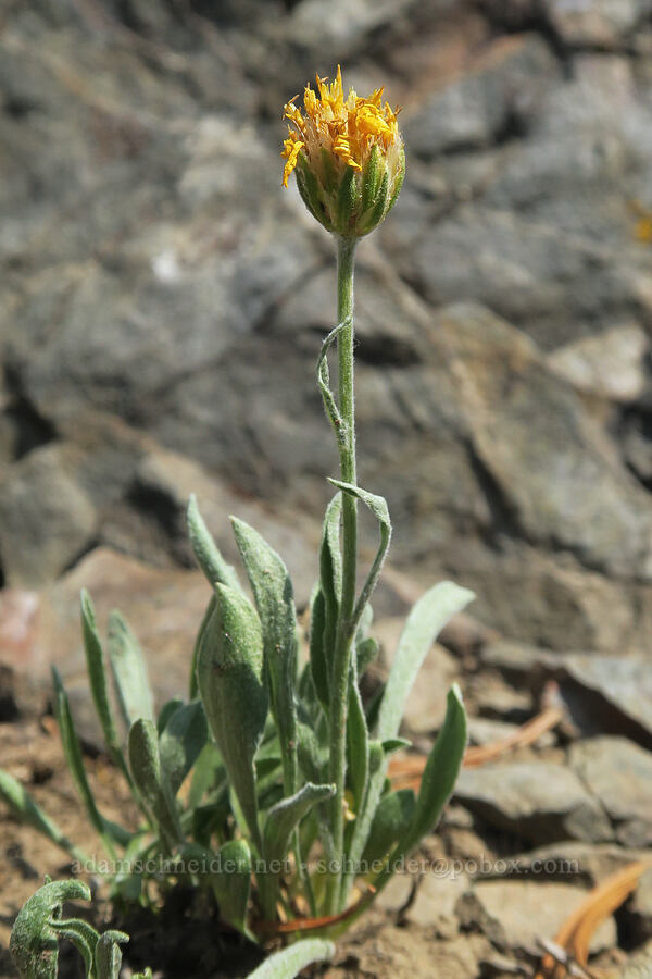 woolly goldenweed, fading (Stenotus lanuginosus var. lanuginosus (Haplopappus lanuginosus)) [Vinegar Hill summit, Malheur National Forest, Grant County, Oregon]