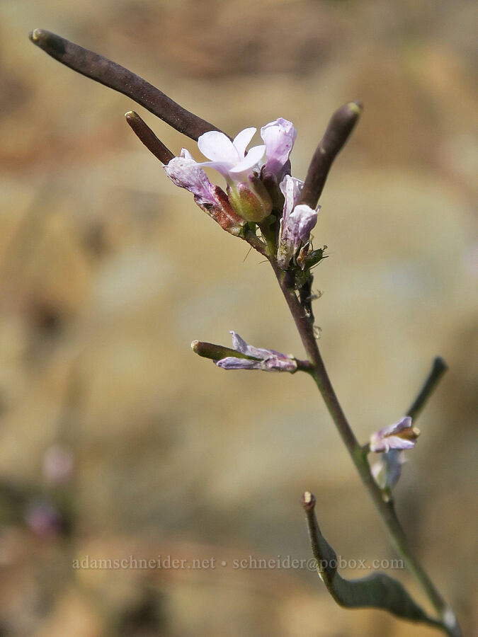 Drummond's rock-cress (Boechera stricta (Arabis drummondii)) [Vinegar Hill summit, Malheur National Forest, Grant County, Oregon]