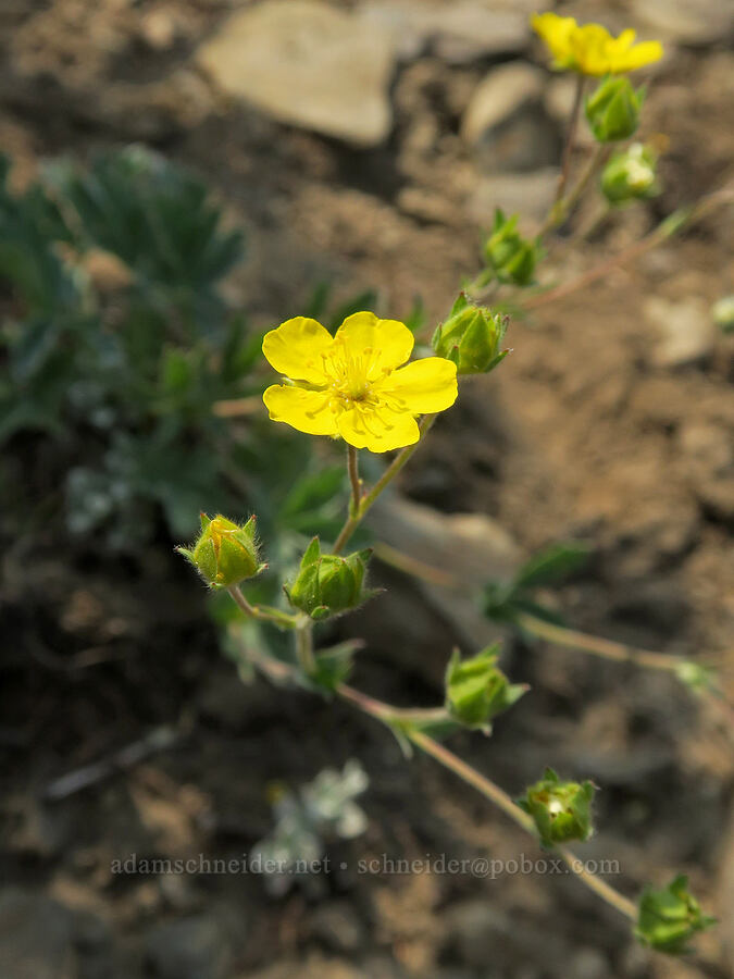 blue-leaf cinquefoil (Potentilla glaucophylla (Potentilla diversifolia var. glaucophylla)) [Vinegar Hill summit, Malheur National Forest, Grant County, Oregon]