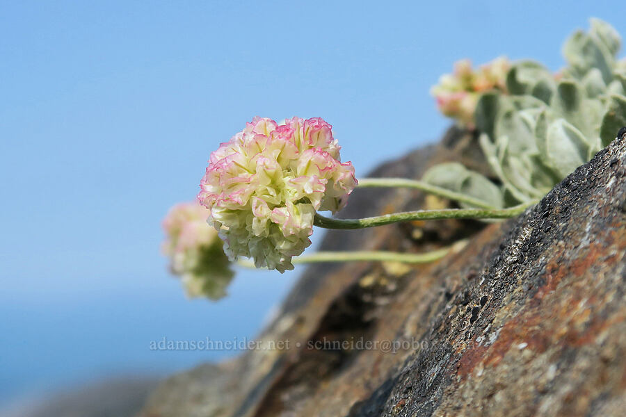 cushion buckwheat (Eriogonum ovalifolium) [Vinegar Hill summit, Malheur National Forest, Grant County, Oregon]