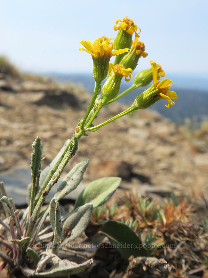 woolly groundsel (Packera cana (Senecio canus)) [Vinegar Hill summit, Malheur National Forest, Grant County, Oregon]