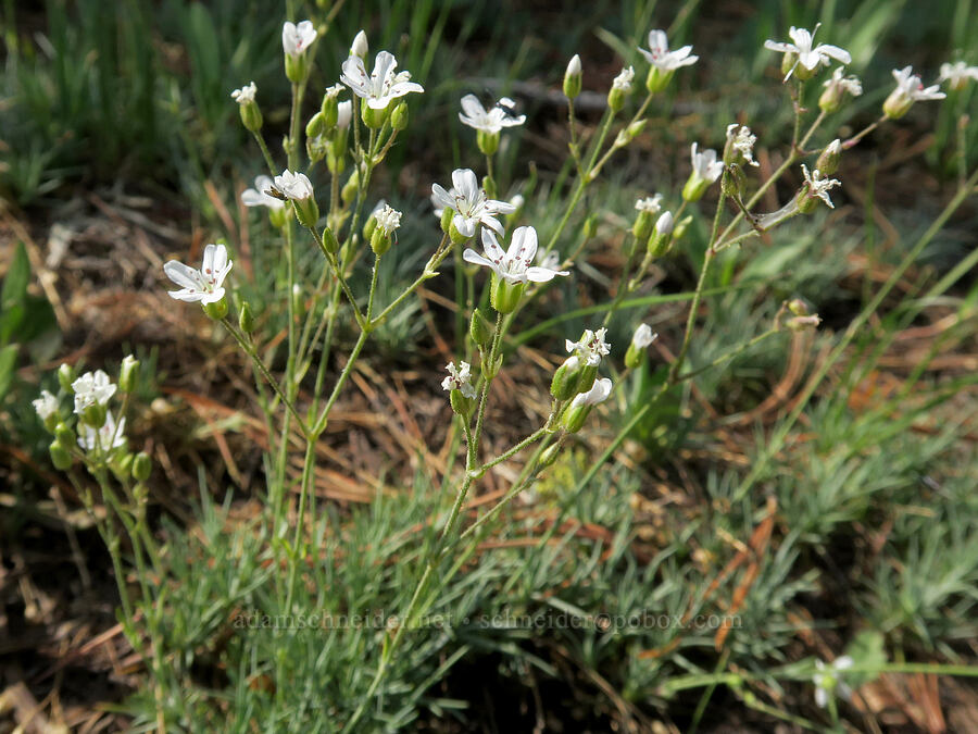 prickly sandwort (Eremogone aculeata (Arenaria aculeata)) [Vinegar Hill summit, Malheur National Forest, Grant County, Oregon]