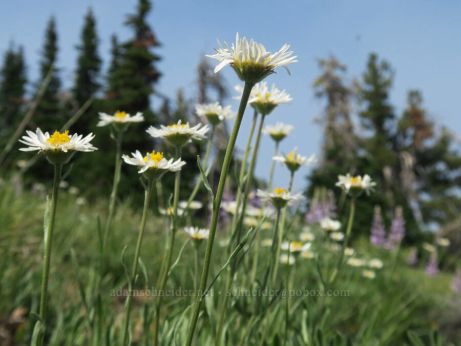 Eaton's shaggy fleabane (Erigeron eatonii var. villosus) [Vinegar Hill summit, Malheur National Forest, Grant County, Oregon]