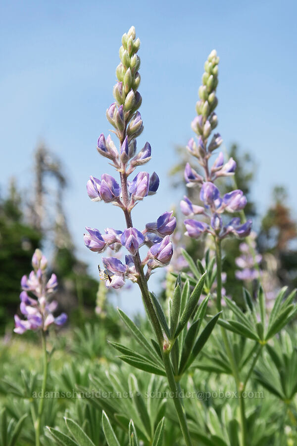 silky lupine (Lupinus sericeus) [Vinegar Hill summit, Malheur National Forest, Grant County, Oregon]