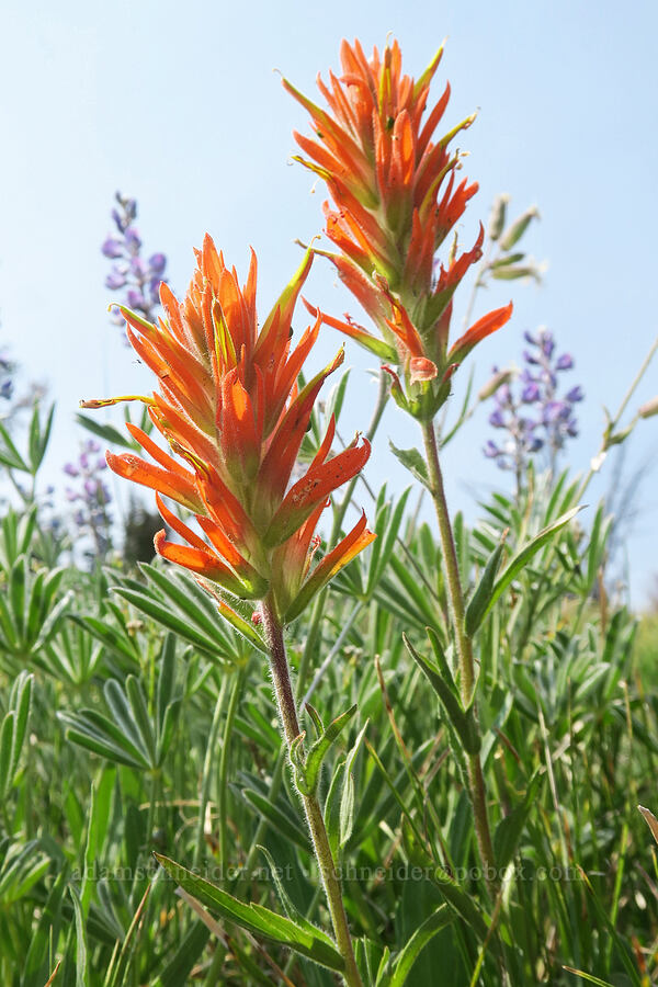 Peck's paintbrush (Castilleja peckiana) [Vinegar Hill summit, Malheur National Forest, Grant County, Oregon]
