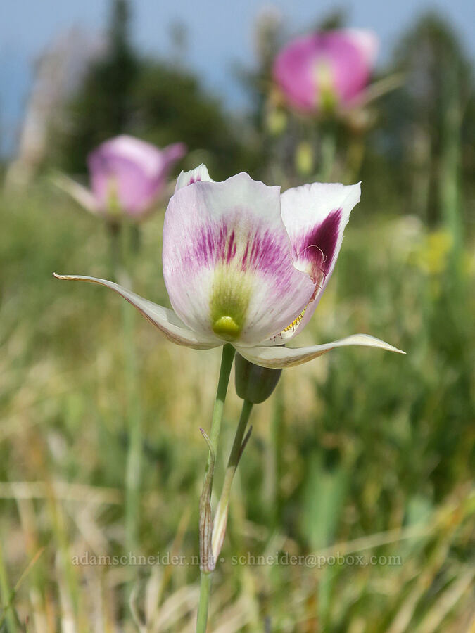 big-pod mariposa lilies (Calochortus eurycarpus) [Vinegar Hill summit, Malheur National Forest, Grant County, Oregon]