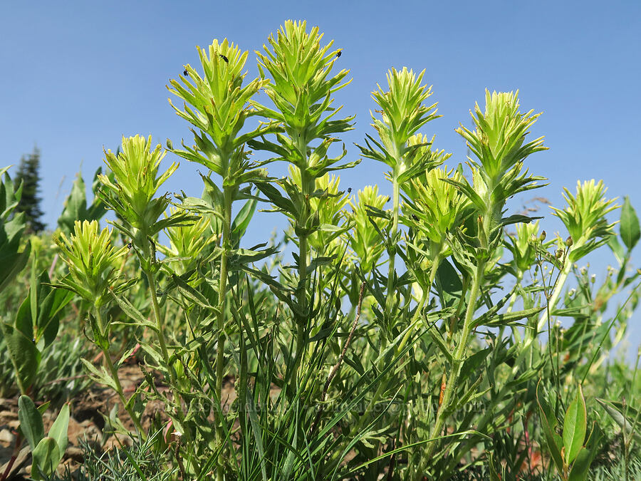 glandular paintbrush (Castilleja glandulifera) [Vinegar Hill summit, Malheur National Forest, Grant County, Oregon]