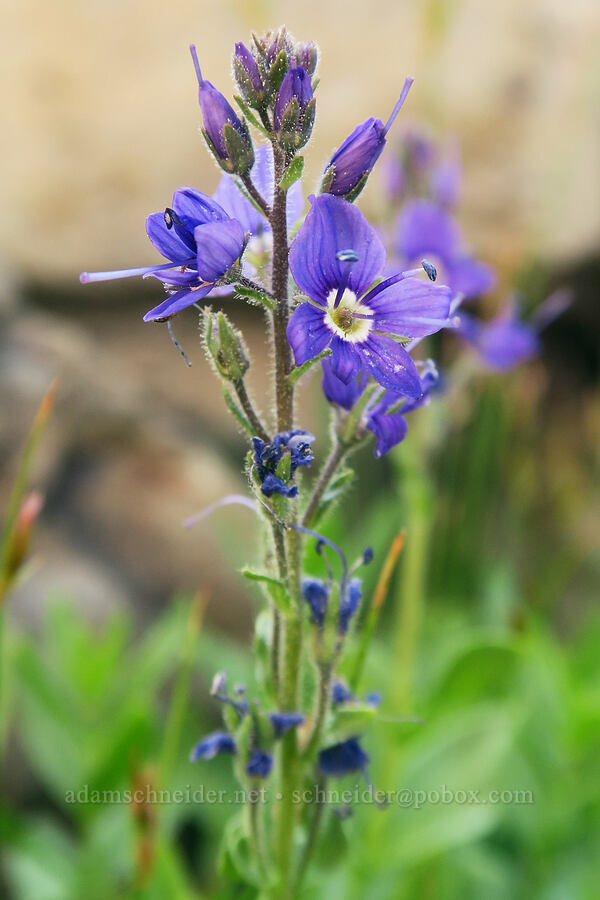 Cusick's speedwell (Veronica cusickii) [Vinegar Hill summit, Malheur National Forest, Grant County, Oregon]