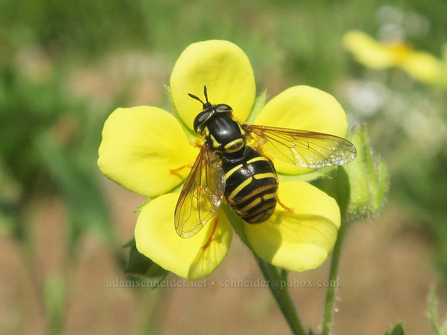 sticky cinquefoil (and a flower fly) (Drymocallis sp. (Potentilla glandulosa), Chrysotoxum sp.) [Forest Road 2010, Malheur National Forest, Grant County, Oregon]