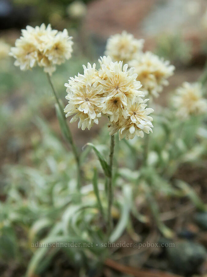 pussy-toes, going to seed (Antennaria sp.) [Forest Road 2010, Malheur National Forest, Grant County, Oregon]