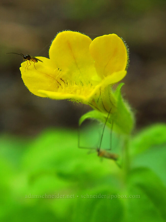musk monkeyflower (Erythranthe moschata (Mimulus moschatus)) [Forest Road 1035, Rogue River-Siskiyou National Forest, Siskiyou County, California]