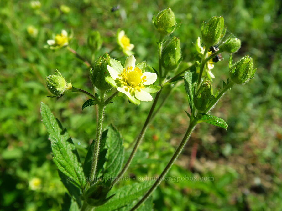 Montana sticky cinquefoil (Drymocallis glandulosa var. reflexa (Potentilla glandulosa)) [Forest Road 1035, Rogue River-Siskiyou National Forest, Josephine County, Oregon]